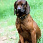 Bayersk Viltsporhund