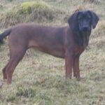 Bayersk Viltsporhund