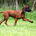 Bayersk Viltsporhund