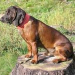 Bayersk Viltsporhund
