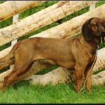 Bayersk Viltsporhund