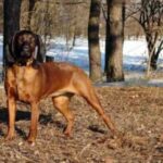 Bayersk Viltsporhund