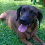 Bayersk Viltsporhund