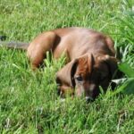 Bayersk Viltsporhund