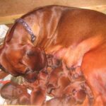 Bayersk Viltsporhund