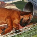 Bayersk Viltsporhund