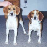 Beagle Harrier