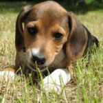 Beagle Harrier