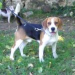 Beagle Harrier
