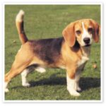 Beagle Harrier