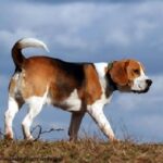 Beagle Harrier