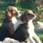 Beagle Harrier