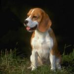 Beagle Harrier