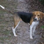 Beagle Harrier