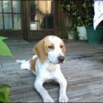 Beagle Harrier
