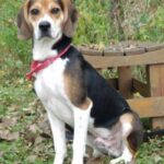 Beagle Harrier