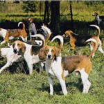 Beagle Harrier