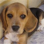 Beagle Harrier