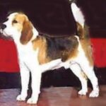 Beagle Harrier
