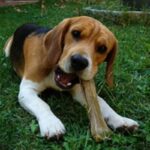 Beagle Harrier