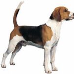 Beagle Harrier