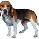 Beagle Harrier