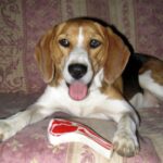Beagle Harrier
