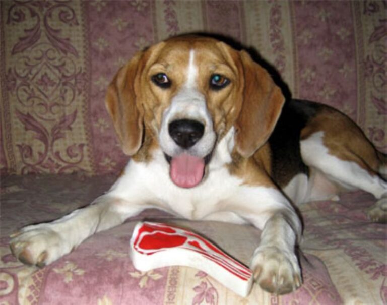 Beagle Harrier
