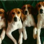 Beagle Harrier