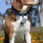 Beagle Harrier