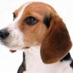 Beagle Harrier
