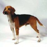 Beagle Harrier