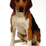 Beagle Harrier