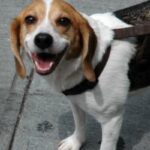 Beagle