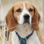 Bilde fra Kennel Strias Beagler