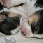 Bilde fra Kennel Strias Beagler