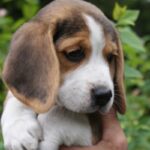 Bilde fra Kennel Strias Beagler