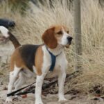 Bilde fra Kennel Strias Beagler