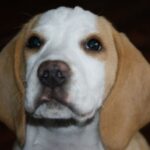 Bilde fra Kennel Strias Beagler