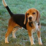 Beagle
