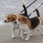 Bilde fra Kennel Strias Beagler