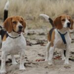 Bilde fra Kennel Strias Beagler