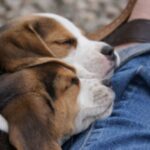 Bilde fra Kennel Strias Beagler