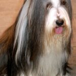Bearded Collie