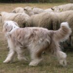 Bearded Collie