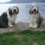 Ulf og Roy fra Artic Wool