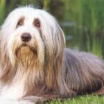 Bearded Collie