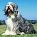 Bearded Collie