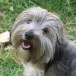 Bearded Collie