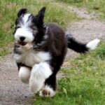 Bearded Collie